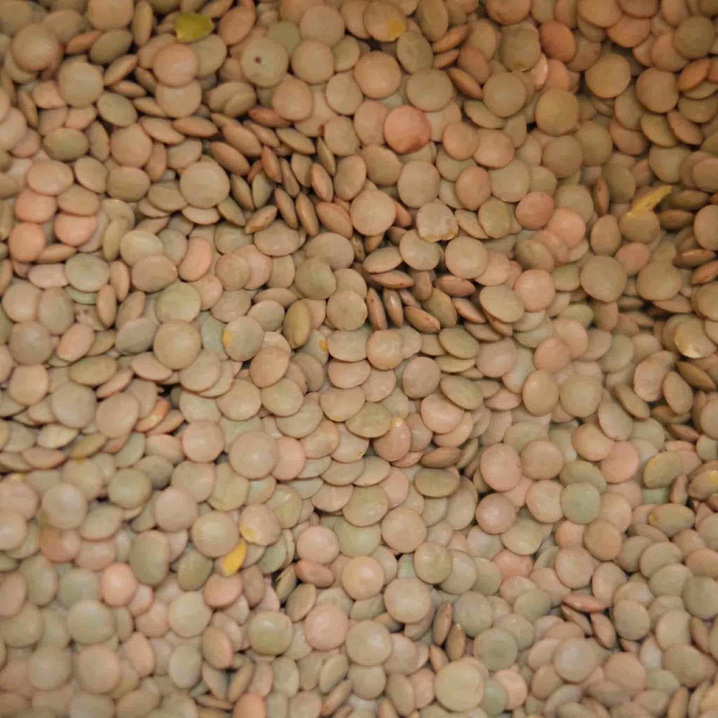 Organic Green Lentils