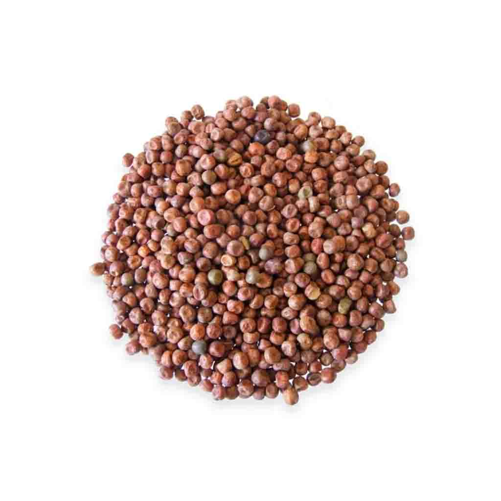 British Red Fox Carlin Peas