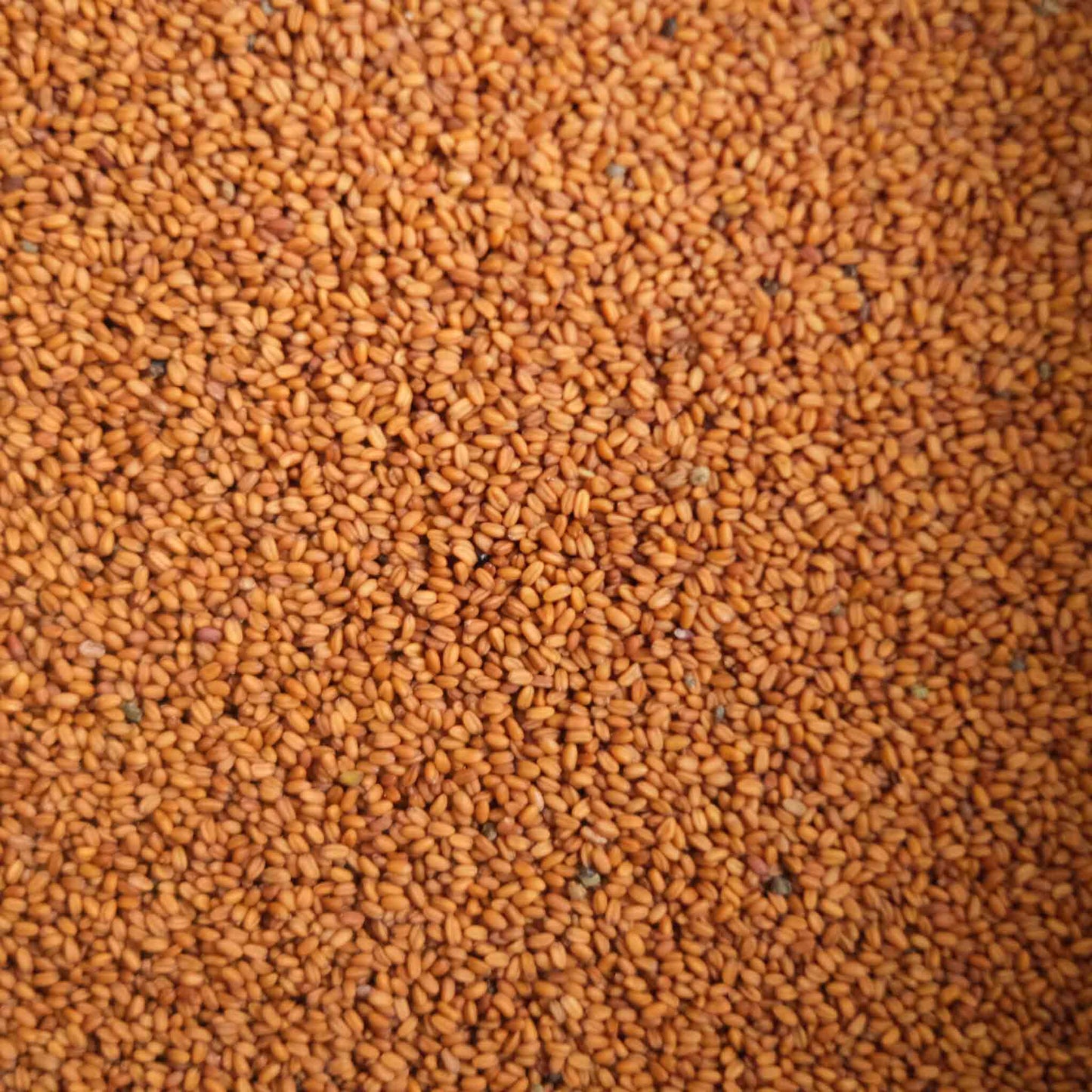 British Camelina Seeds