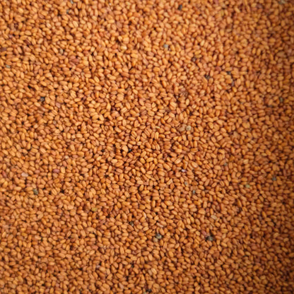 British Camelina Seeds