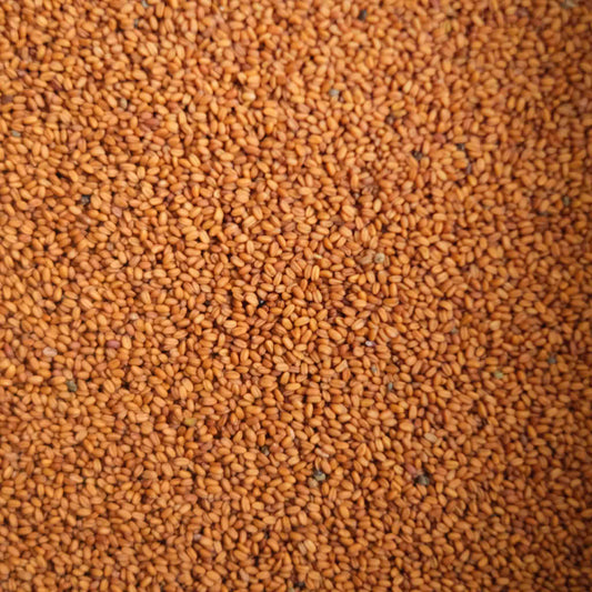 British Camelina Seeds