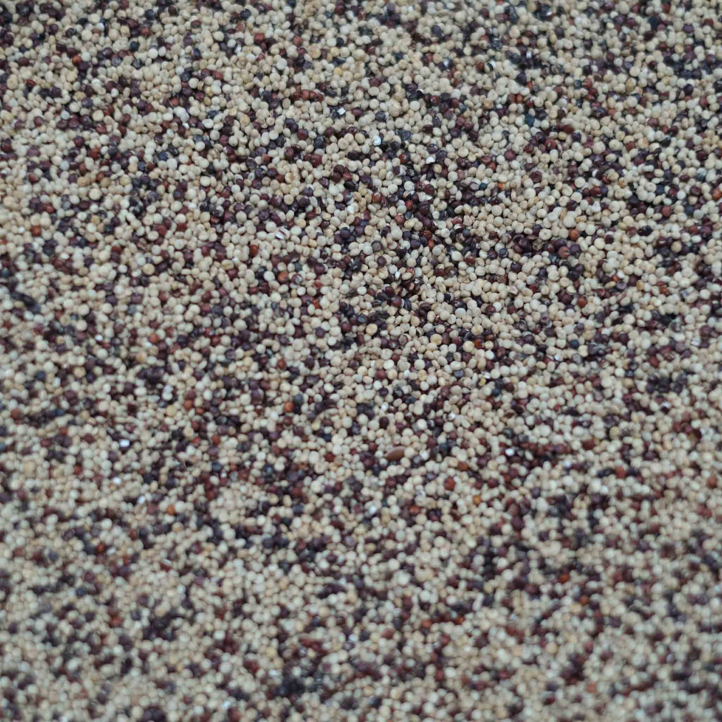 British Red & White Quinoa