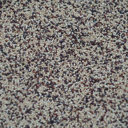 British Red & White Quinoa