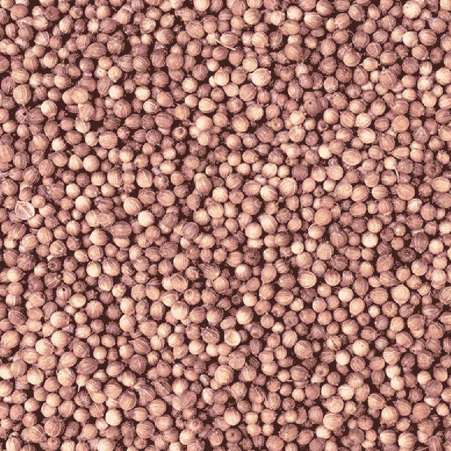 Organic Coriander Seeds