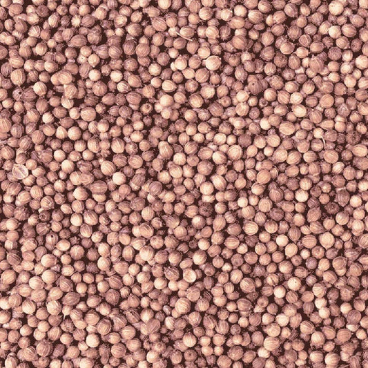 Organic Coriander Seeds