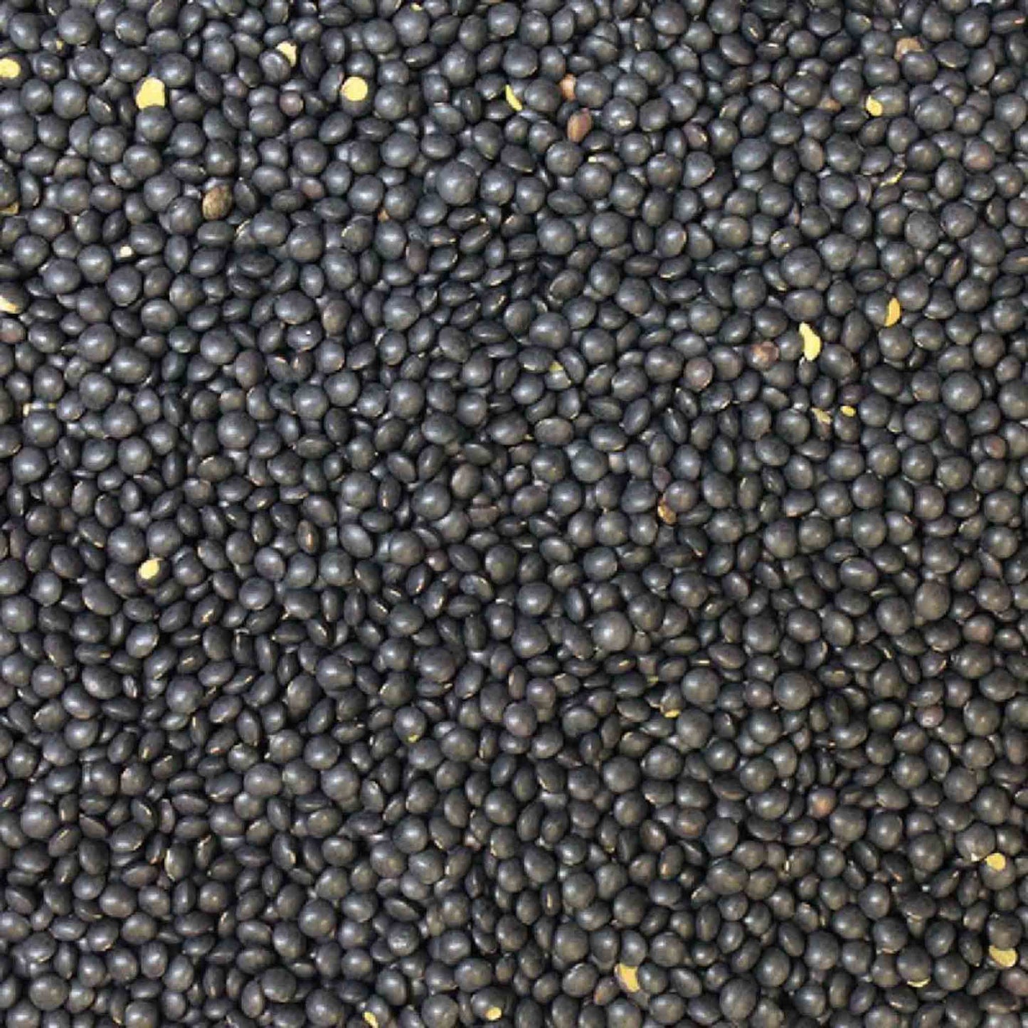 Organic Black Beluga Lentils