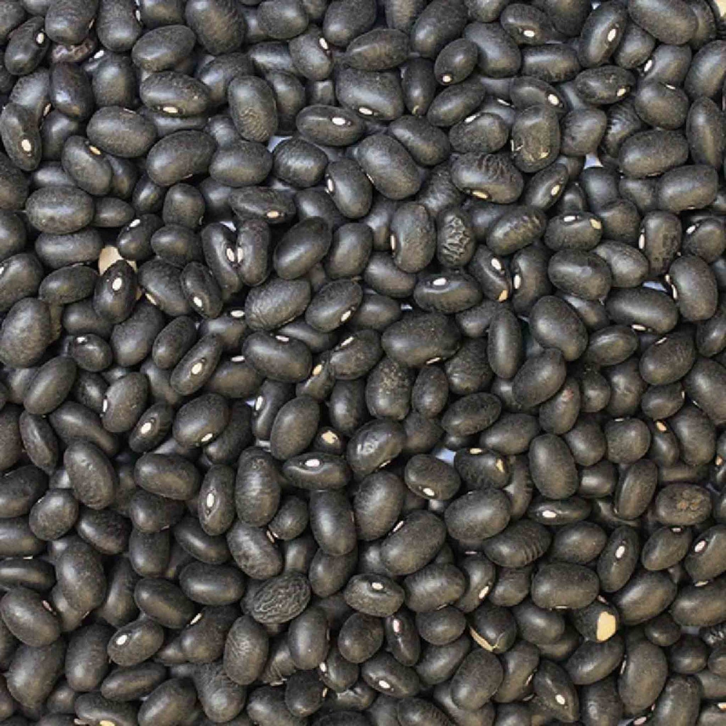 Organic Black Turtle Beans