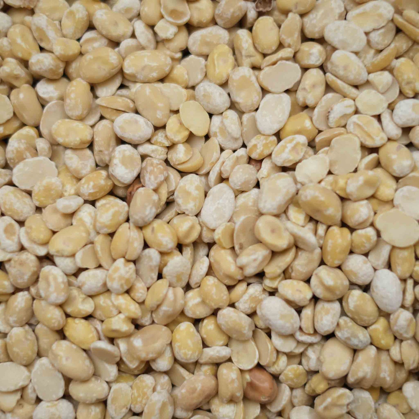 Organic British Split Fava Beans (Broad Beans)