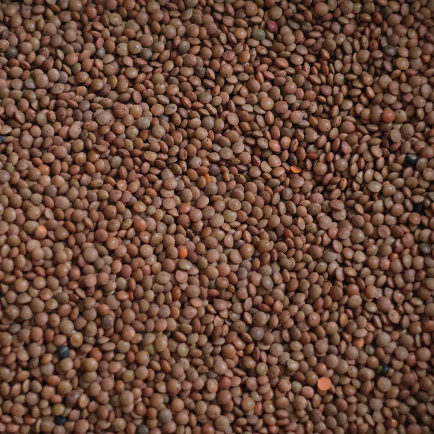Organic Brown Lentils