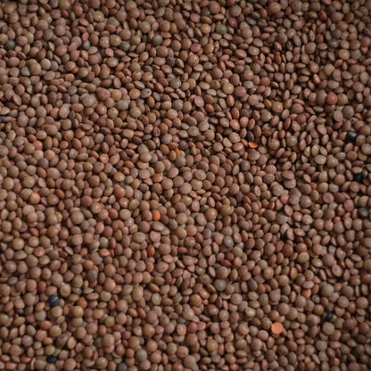Organic Brown Lentils