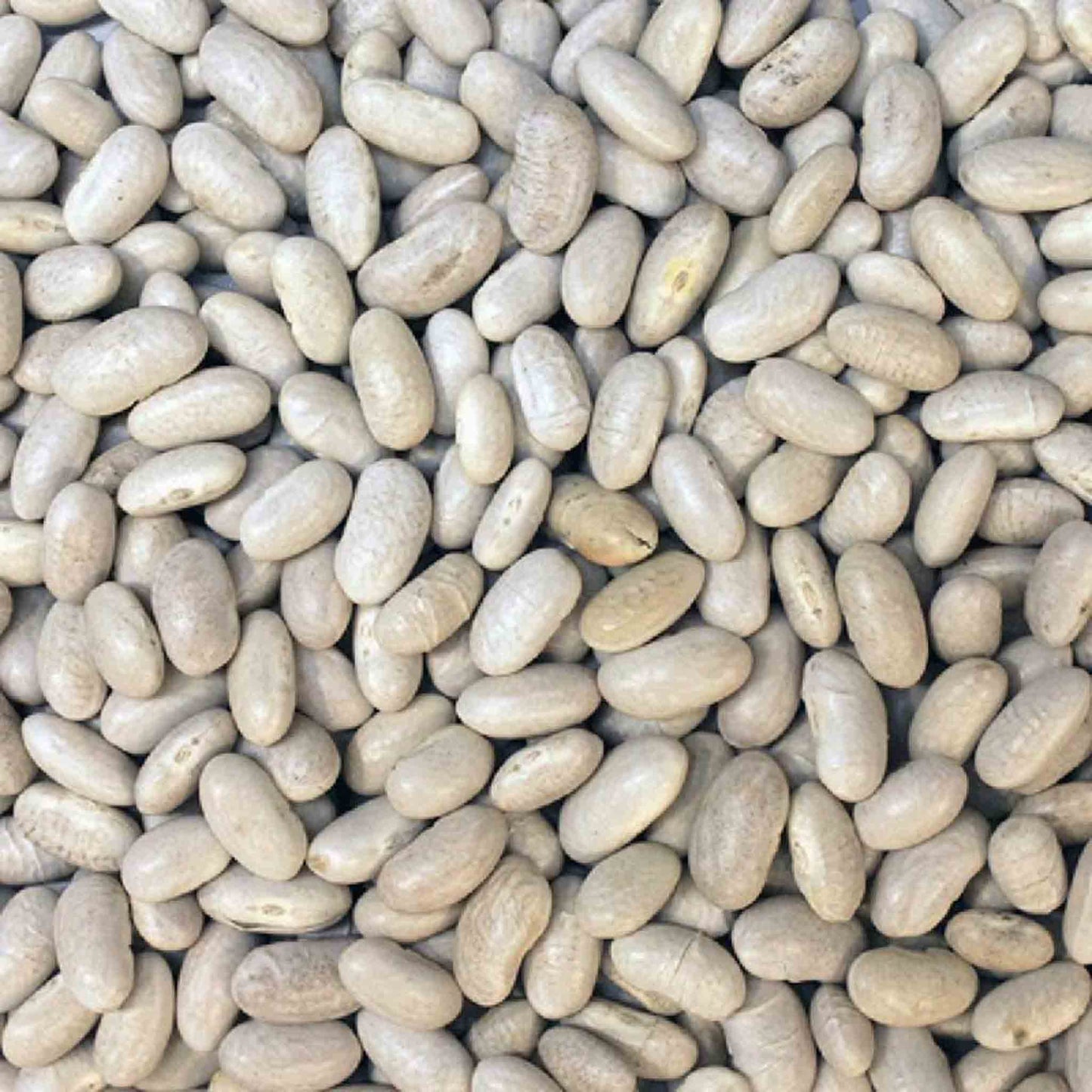 Organic Cannellini Beans