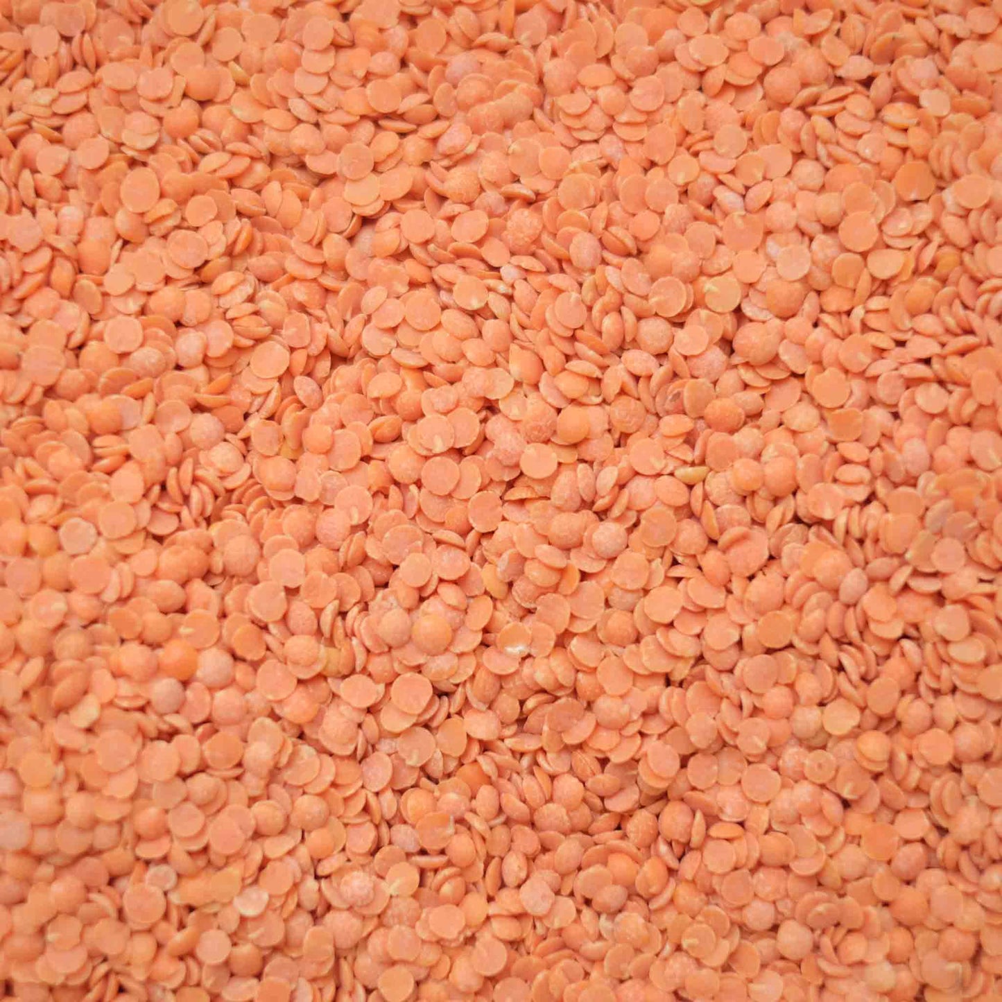Organic Red Split Lentils