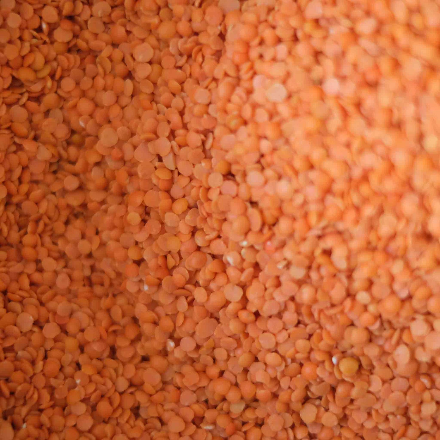 Organic Red Split Lentils