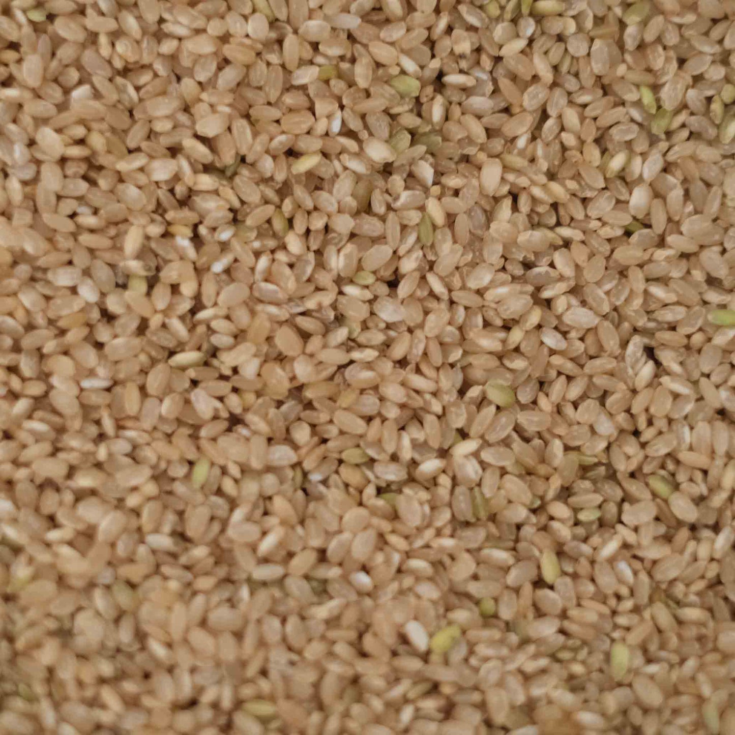Organic Short Grain Brown Rice